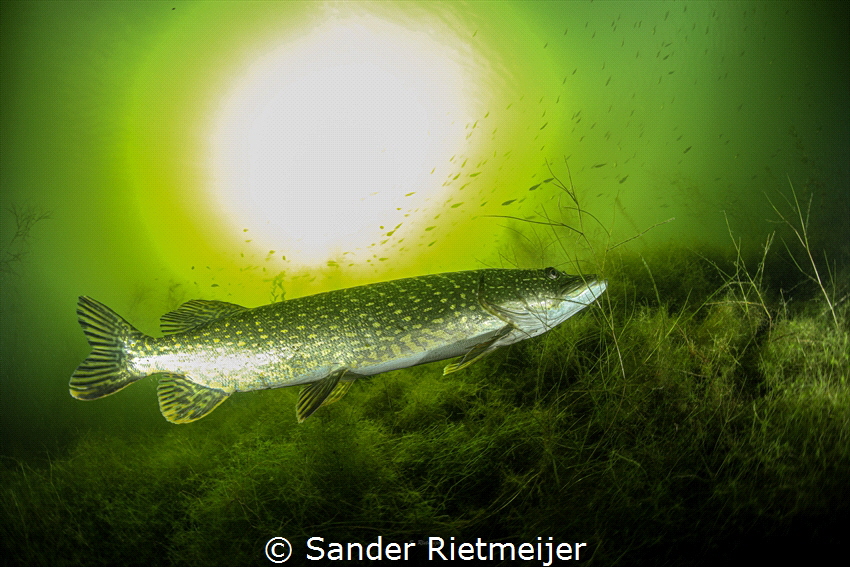 Pike in sunset by Sander Rietmeijer 