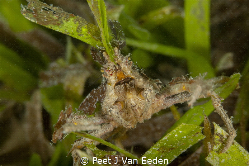 Decorator Spider Crab busy re-organising its  borrowed cl... by Peet J Van Eeden 