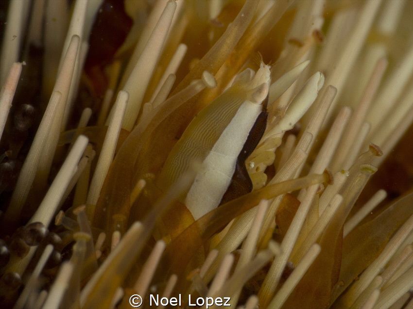 shirpm on white sea urchin,panasonic GH4, oluympus lens 6... by Noel Lopez 