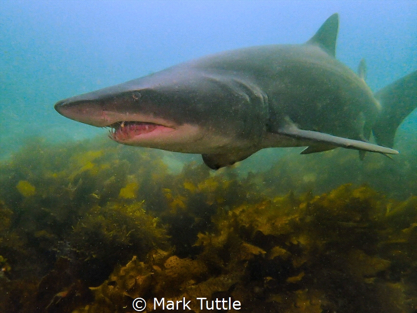 Grey nurse shark, Bushranger Bay, NSW by Mark Tuttle 
