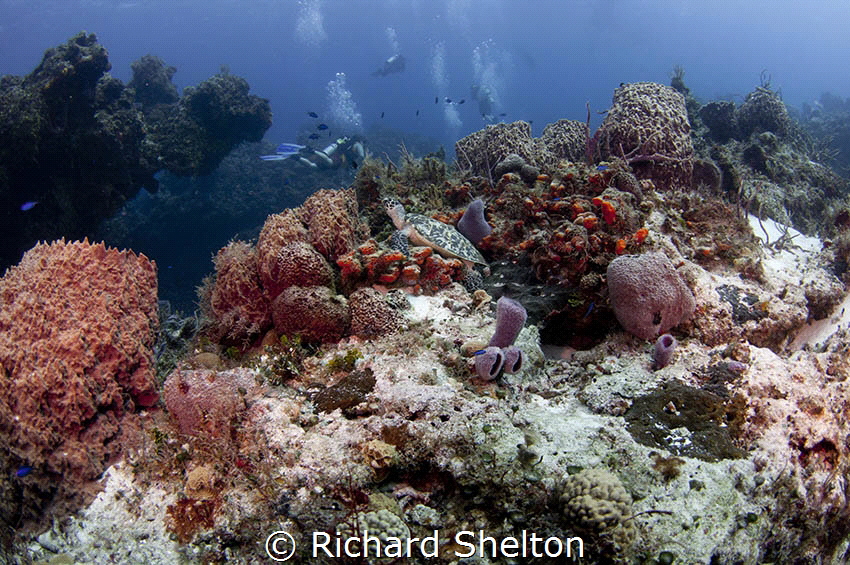 Missed Me,  A typical drift dive at Tormentos, Cozumel, M... by Richard Shelton 