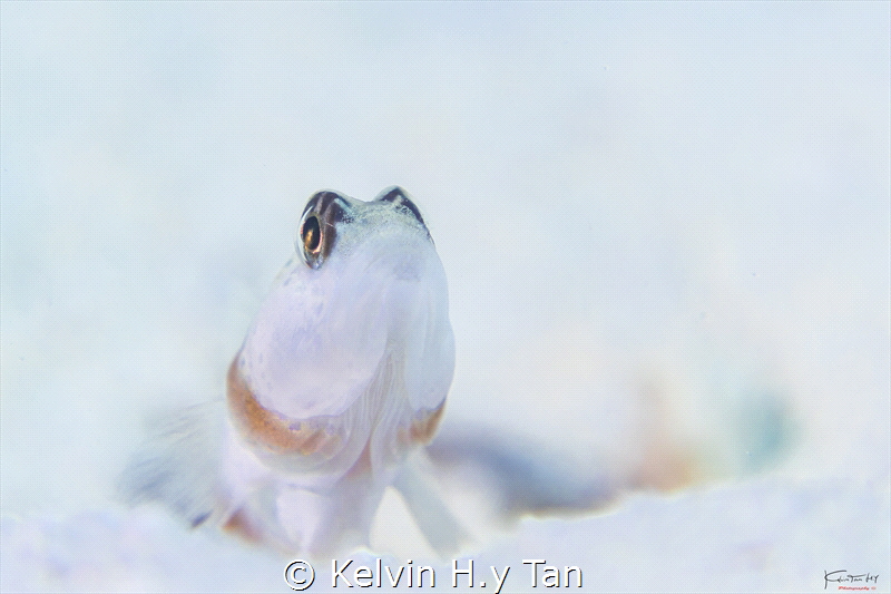Shrimpgoby by Kelvin H.y Tan 