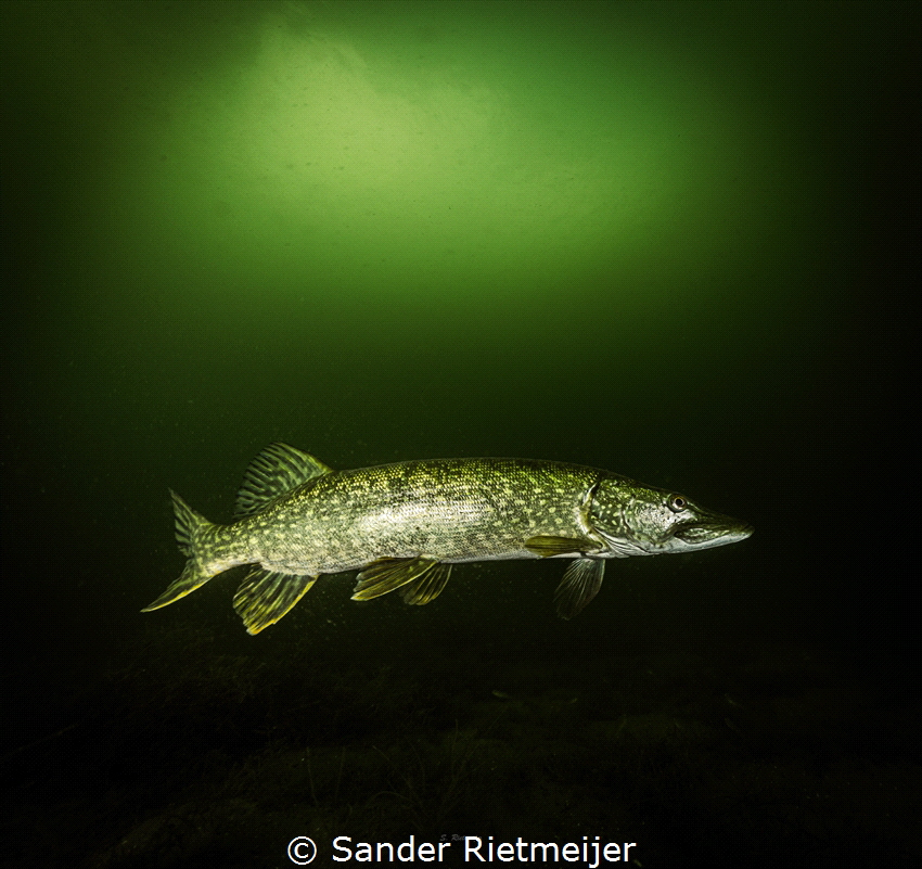 Pikes are stunning predators by Sander Rietmeijer 