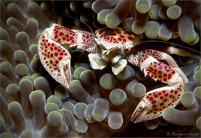 Spotted porcelain crab  (Neopetrolisthes maculatus), appr... by Reinhard Arndt 