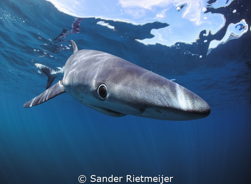 Blue Sharks are so majestic and beautiful, I love them! by Sander Rietmeijer 