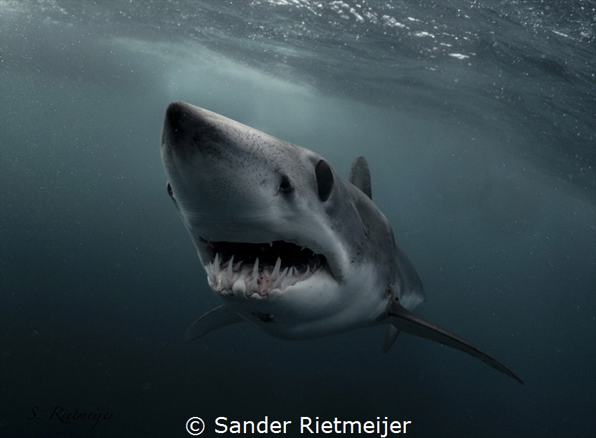 Some Mako sharks are real players! by Sander Rietmeijer 