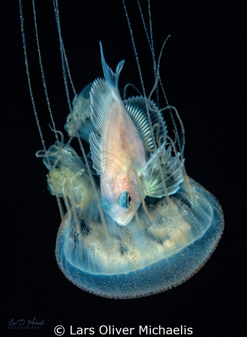Juvenile banded driftfish (Psenes arafurensis)
bwd by Lars Oliver Michaelis 