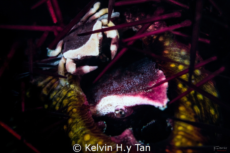Family (2 sea urchin crab) by Kelvin H.y Tan 