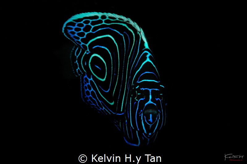 Juvenile emperor fish by Kelvin H.y Tan 