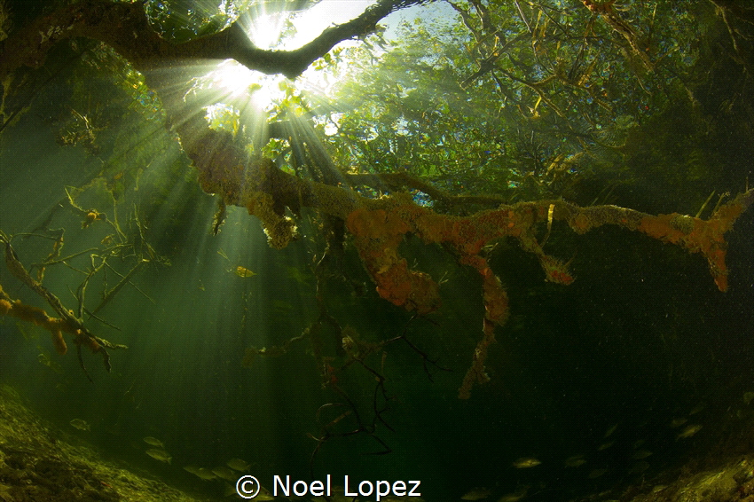 mangrove forest, canon 60D, tokina lens 10-17mm at 10mm, ... by Noel Lopez 