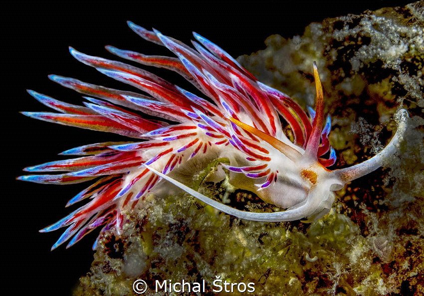 An aeolid nudibranch – Cratena peregrina (length: 15 mm) by Michal Štros 