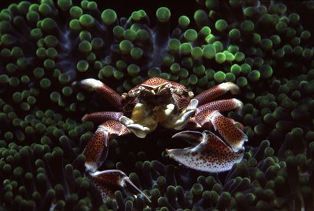 Porcelain crab showing off by Richard Smith 