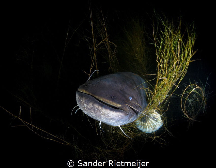 Big European catfish. by Sander Rietmeijer 
