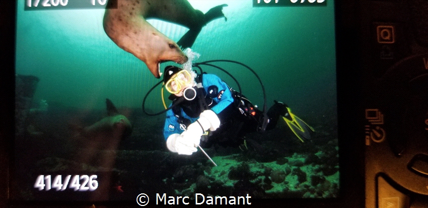A Stellar Sea Lion decoded it wanted to play with my wife... by Marc Damant 