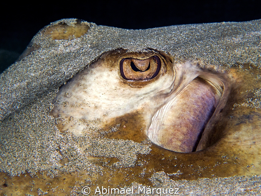 I see you, Southern Stingray, Crash Boat, Aguadilla. by Abimael Márquez 