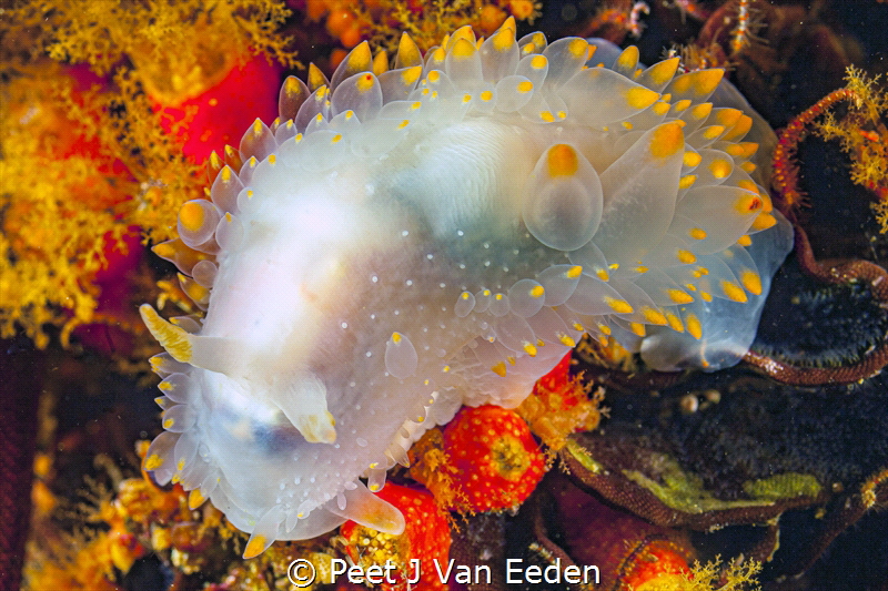 Denuded Gas flame nudibranch. The lack of of densely cove... by Peet J Van Eeden 