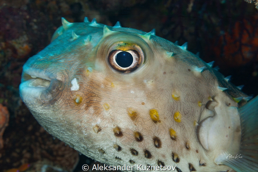 Spotbase burrfish.Cyclichthys spilostylus, known commonly... by Aleksander Kuznetsov 