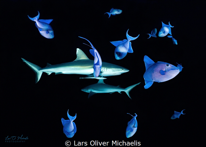 grey reefsharks @ maldives by Lars Oliver Michaelis 