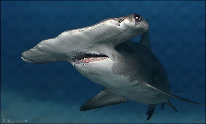 Great hammerhead shark (Sphyrna mokarran), Tiger Beach, B... by Reinhard Arndt 