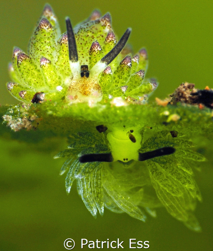 Two sea slugs share a leaf. by Patrick Ess 