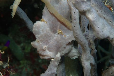 spot the frogfish by Trevor Smith 