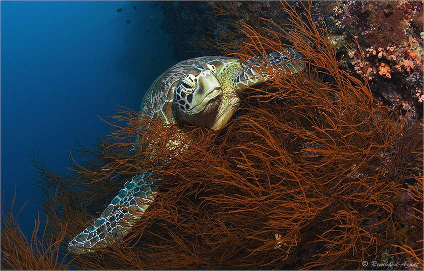Green Sea Turtle (Chelonia mydas), Sipadan (Malaysia) by Reinhard Arndt 