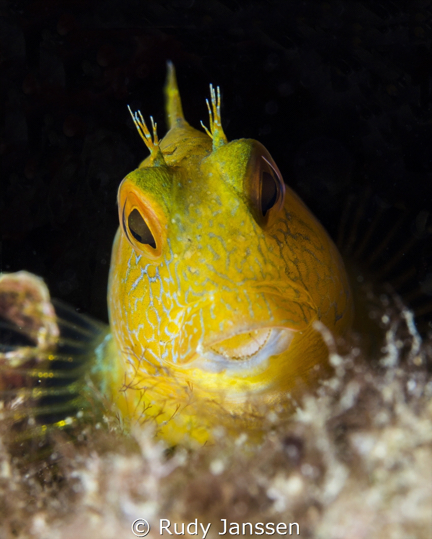 Yellow Goby by Rudy Janssen 