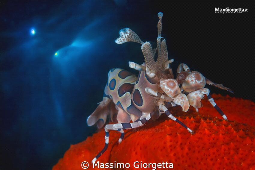 Arlequin shrimp in double exposure in camera by Massimo Giorgetta 