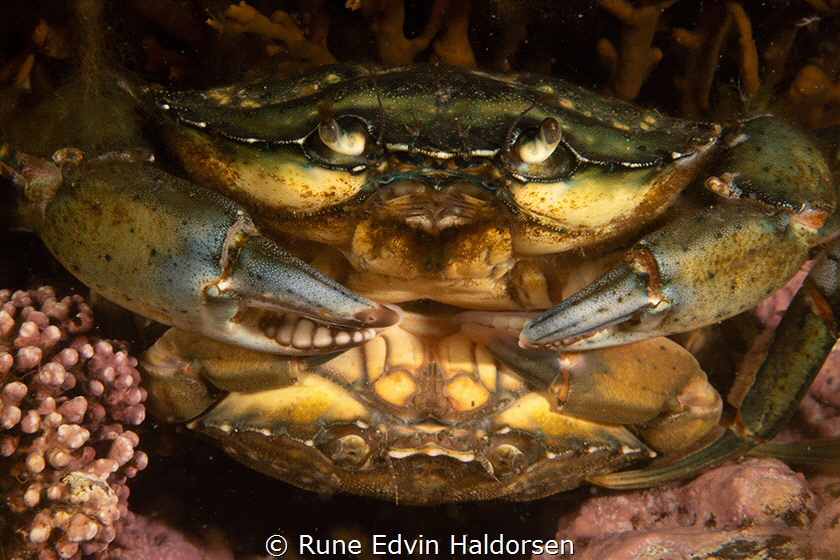 Crabs do what crabs do by Rune Edvin Haldorsen 