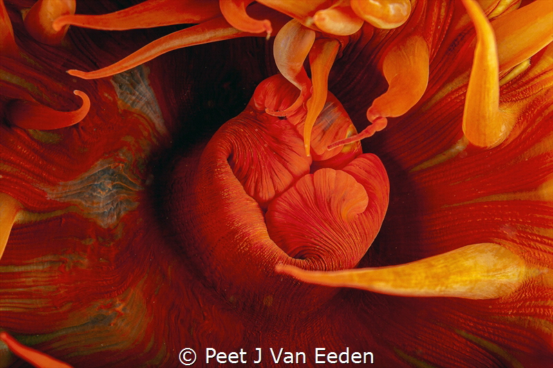 A False Plum Sea anemone is  a decptive beauty with a nas... by Peet J Van Eeden 