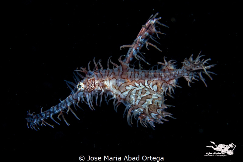 Ornate pipe ghost fish
Moalboal Cebu Philippines by Jose Maria Abad Ortega 
