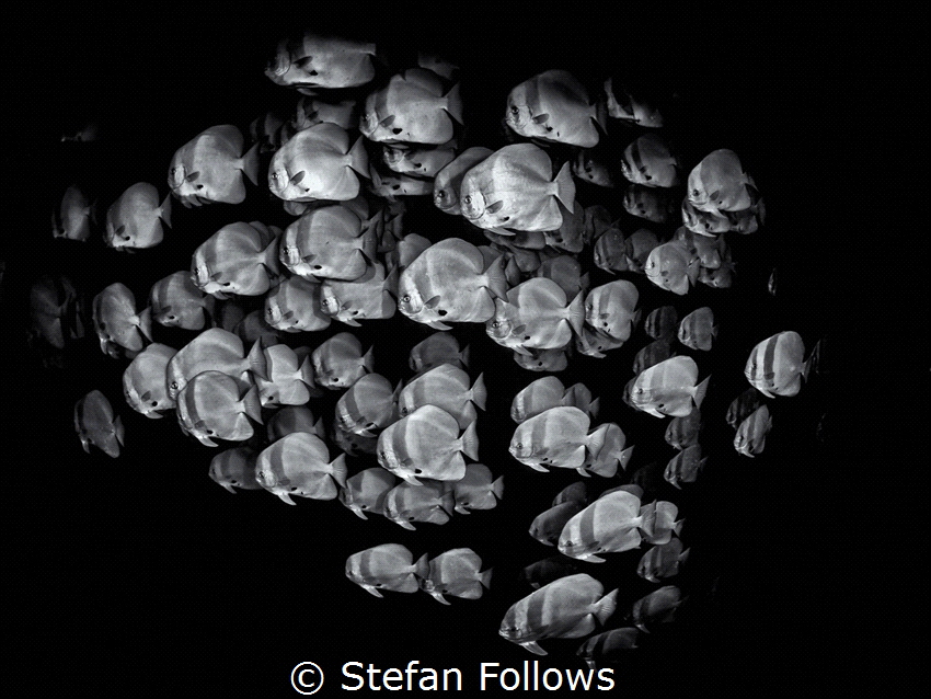 in·sa·tia·ble
Longfin Batfish - Platax teira
Sail Rock,... by Stefan Follows 