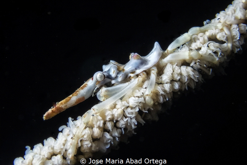Wire Coral Crab or Xeno Crab (Xenocarcinus tuberculatus) by Jose Maria Abad Ortega 