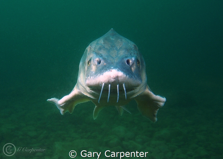 White sturgeon (Acipenser transmontanus)
Taken in Jackda... by Gary Carpenter 