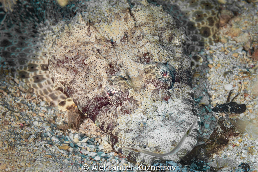 The tentacled flathead (Papilloculiceps longiceps) or cro... by Aleksander Kuznetsov 
