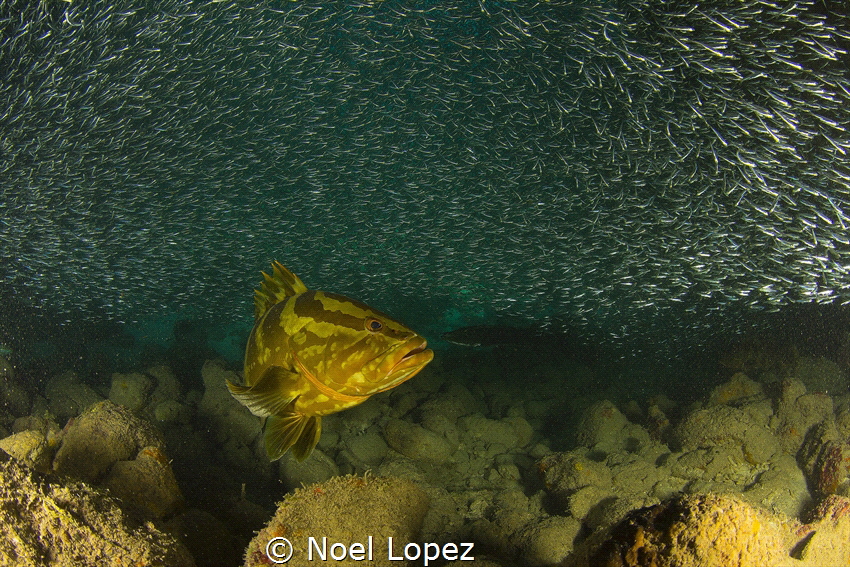 nassau grouper feeding on silver side fish. Canon 60D ,to... by Noel Lopez 