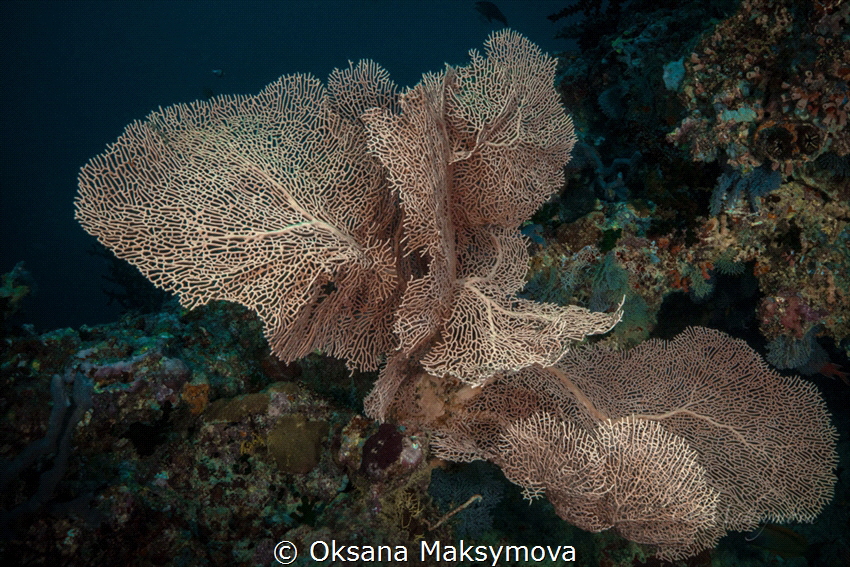 Beautiful Gorgonian (Sea Fan) by Oksana Maksymova 