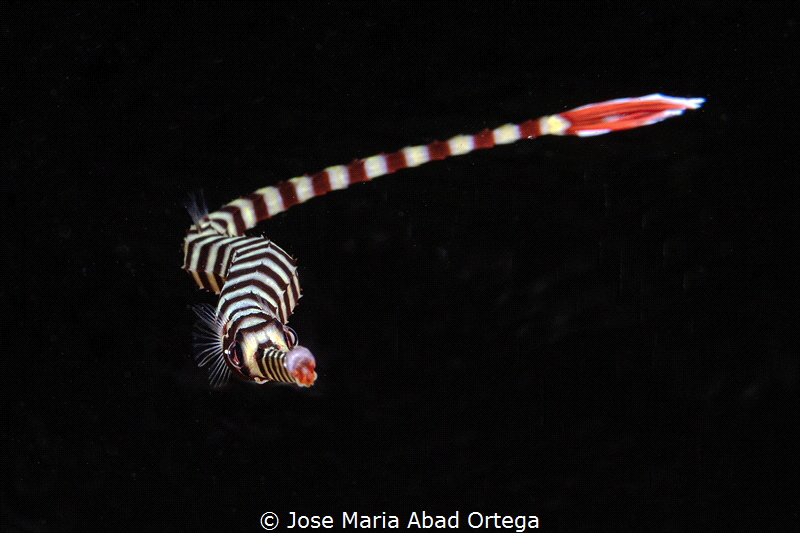 Dunckerocampus pessuliferus (yellowbanded pipefish), occa... by Jose Maria Abad Ortega 