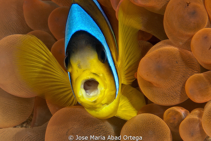 Kiss me
Amphiprion bicinctus Red Sea Clown fish by Jose Maria Abad Ortega 