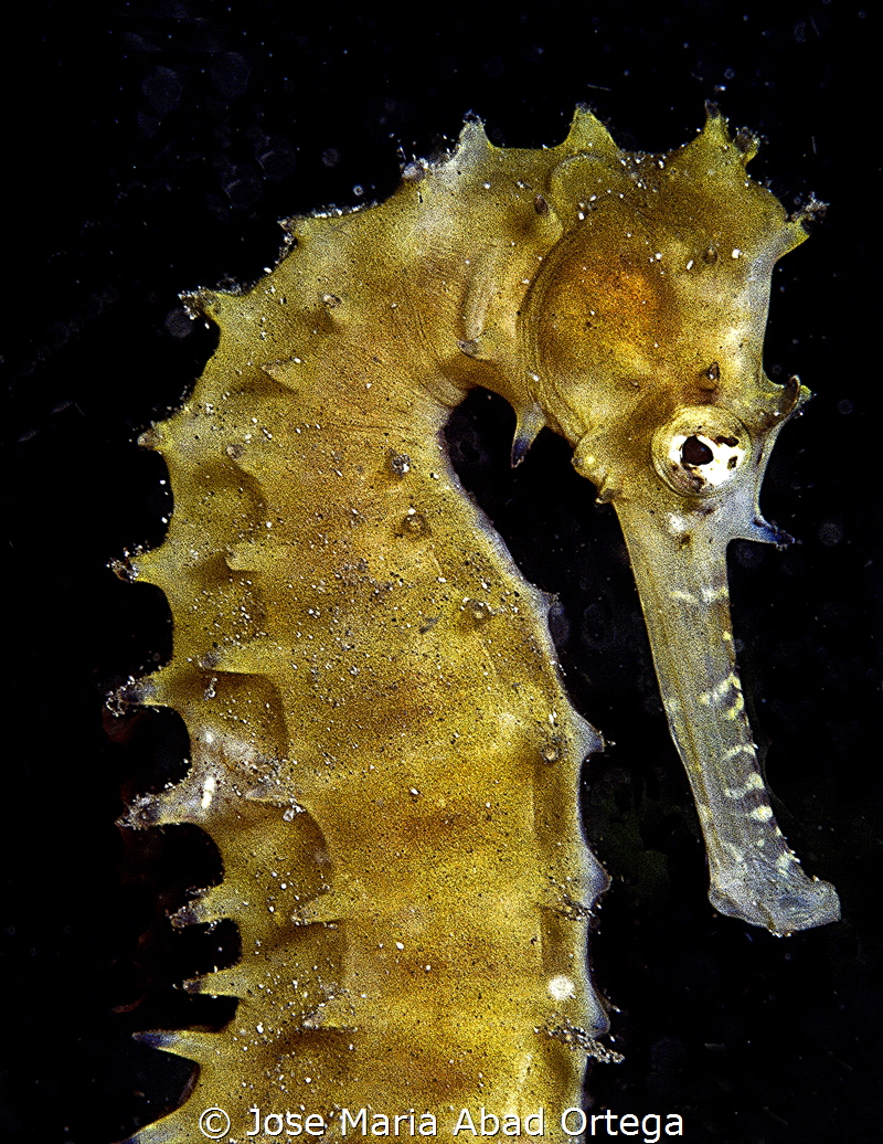 Thorny seahorse (Hippocampus hystrix).
Film Fujifilm Pro... by Jose Maria Abad Ortega 