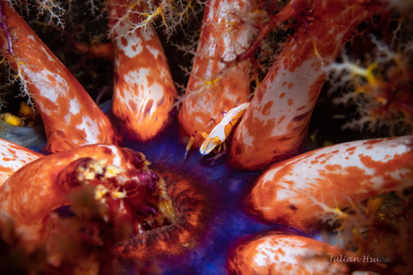 Emperor shrimp on sea apple by Julian Hsu 