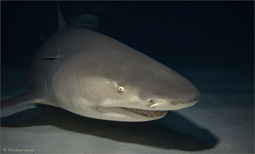 Portrait of a lemon shark (Negaprion brevirostris) during... by Reinhard Arndt 