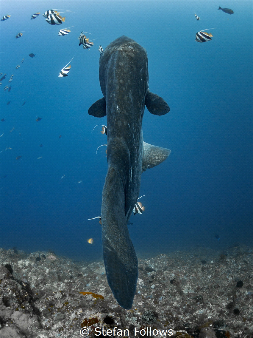 Crush (or, the day a Mola sat on me!)

Bump-Head Sunfis... by Stefan Follows 