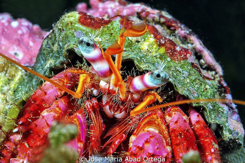 Small Hermit Crab (Dardanus sp) by Jose Maria Abad Ortega 