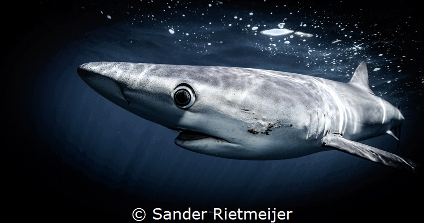 Majestic Blue Shark by Sander Rietmeijer 