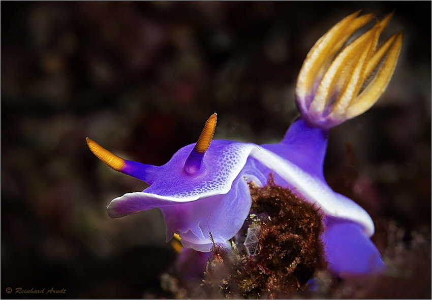 Purple Nudibranch (Hypselodoris apolegma), Mabul (Malaysia) by Reinhard Arndt 