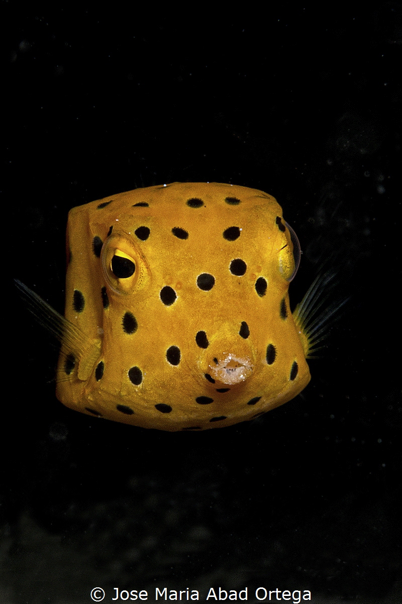 Yellow boxfish (Ostracion cubicum) by Jose Maria Abad Ortega 