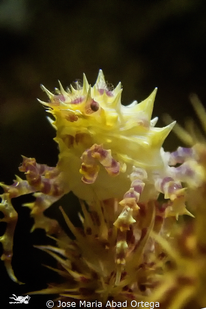 Hoplophrys oatesi. 
Yellow Candy crab by Jose Maria Abad Ortega 