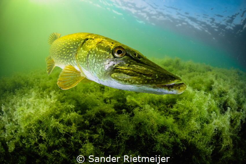 I met this beautiful pike in shallow waters. by Sander Rietmeijer 