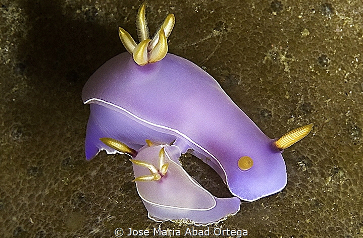 Hypselodoris bullockii by Jose Maria Abad Ortega 